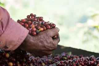 Día Nacional del Café 3