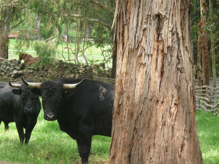 sandy-castañeda-documental-vida-brava-midbo2017-revista-pazcana-02