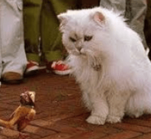 humberto velez homero simpson-02.png